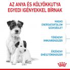 Royal Canin Size Health Nutrition Mini starter Mother&Babydog száraz kutyaeledel 4kg